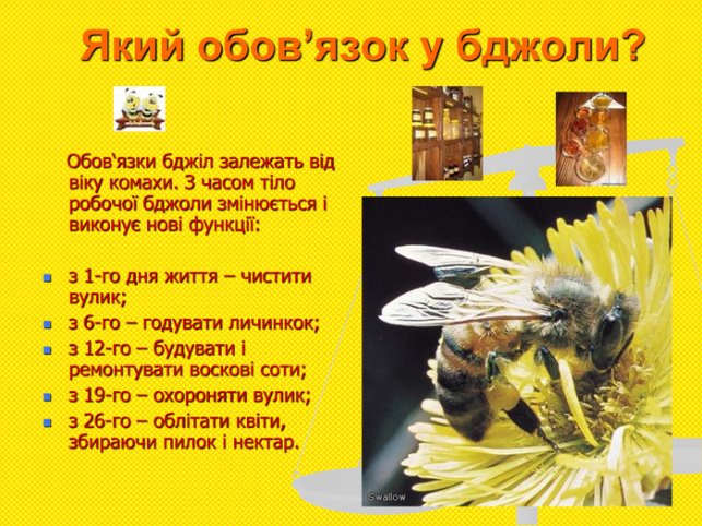 Презентація. Дослідницько-пошукова робота "Бджола летить, як мед пахтить"